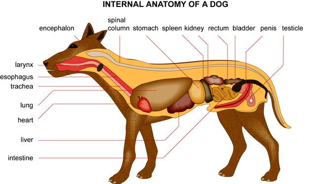 Learn Canine Anatomy - Home Remedies for.