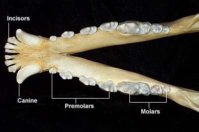 CANINE DENTAL ANATOMY - Chinaroad Lowchens of Australia