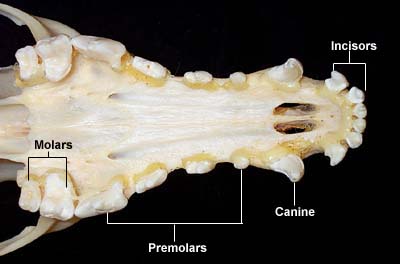 CANINE DENTAL ANATOMY - Chinaroad Lowchens of Australia