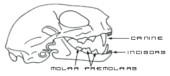 Ferret Dental Chart