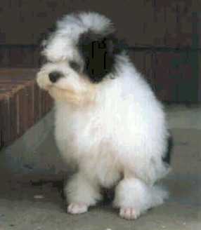 A Chismene Lowchen puppy