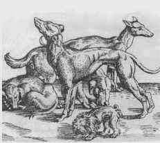 frontispiece for the Histories Animalium, 1555, published in Germany