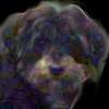 Dottie - owned byTaylor Lombardo (USA)