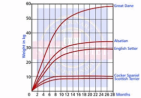 Saint Bernard Growth Chart