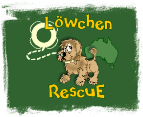 Chinaroad Lowchens of Australia ~ Lowchen Rescue in Australia