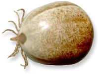 Female Adult Tick