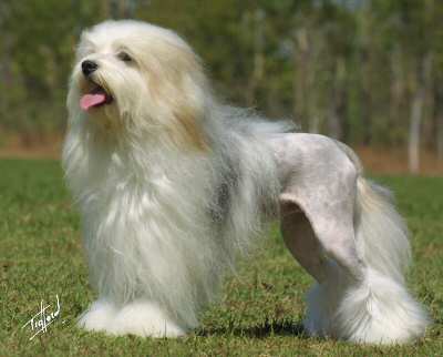Ch Chinaroad Yankee Doodle aged 2 1/2 years