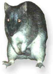 a bandicoot snapped near Townsville, Qld; click for more information on bandicoots; image source: NF