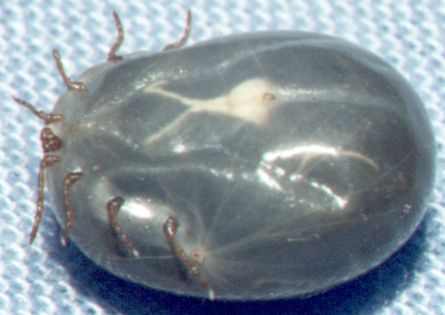 Haemaphysalis longicornis; img source: NF, 2000