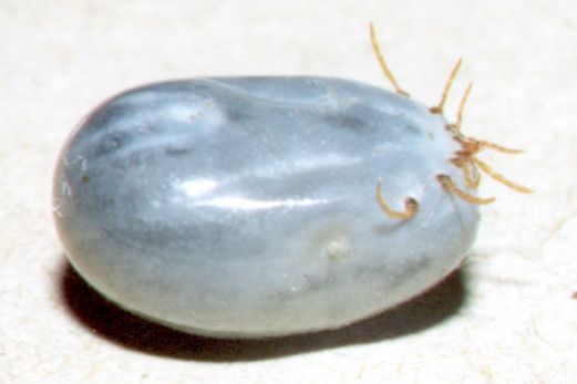tick suspected of being Ixodes fecialis; taken from Rattus sp; source NF, 2000