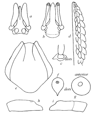 Roberts FHS (1960): A systematic study of the Australian species of the genus Ixodes (Acarina: Ixodidae). Australian Journal of Zoology 8:392-485