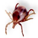 Ixodes holocyclus, adult female, very early engorgement; image source: NF, 1999
