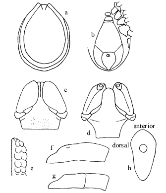Roberts FHS (1960): A systematic study of the Australian species of the genus Ixodes (Acarina: Ixodidae). Australian Journal of Zoology 8:392-485