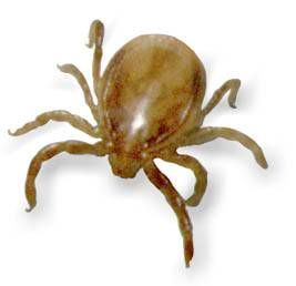 Ixodes holcyclus, adult male; image source: NF, 1999