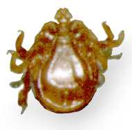 Ixodes holocyclus, male, venrtal aspect, a living tick in defensive posture; source: NF, Wollongong,1999