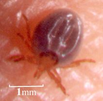 Ixodes holocyclus nymph, partly engorged, on human skin; image source: NF, 2000