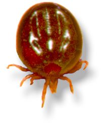 Ixodes holocyclus nymph- moderately engorged, the body becomes progressively darker; source NF, 2000