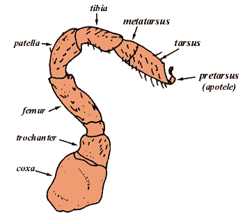 leg structure of the tick, eg Ornithodoros kelleyi; the tarsus is superifically divided into the metatarsus and the telotarsus; the femur is superficially divided into a basal and distal portion; source: Sonenshine, 1992