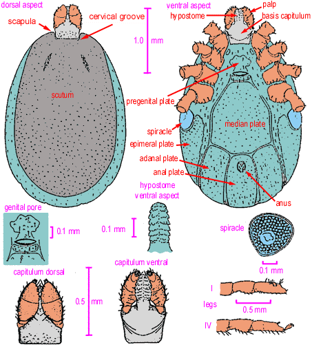 male ixodid anatomy