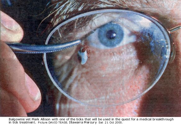 Balgownie vet Mark Allison with one of the ticks that will be used in the quest for a medical breakthrough in tick treatment. Photo David Tease. Illawarra Mercury 21 Oct 2000