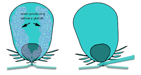 forceps method of tick removal; source: NF, 2000