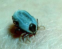 generalised female ixodid tick