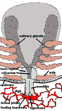 diagram of tick feeding lesion as for Ixodes holocyclus