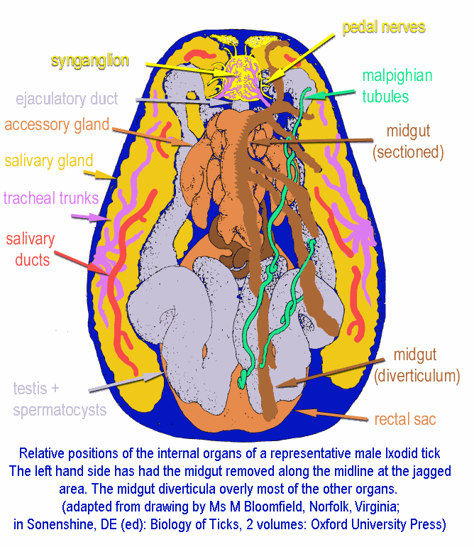 visceral anatomy of the generalised ixodid tick
