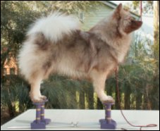 Nueboree Vienetta (NikNak), owned and exhibited by Diane Armstrong of Fyreburst Spitz, Niknak was bred by Lorraine McCahon of NSW and is litter sister to the bitch that won Puppy of the Day at Sydney Royal 2006, and BOB at Bathurst Royal 2006 at only 9 months of age.